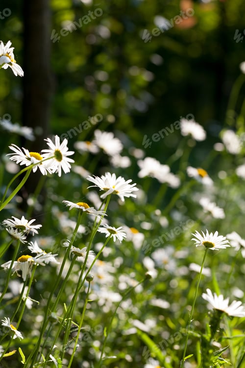Preview: Beautiful Daisies With Natural Background