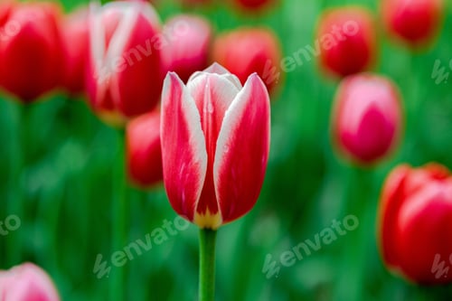 Preview: Tulips Are Red, Sort Candy Apple Delight. Bulbous Plants In The Garden.