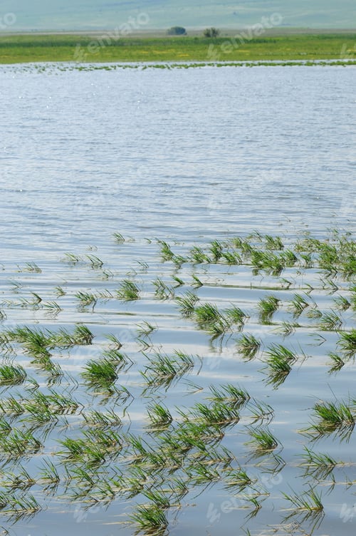 Preview: Aquatic Plants On The Lake Surface