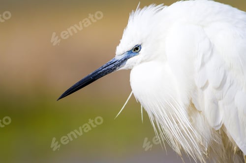 Preview: Beautiful White Heron. Colorful Nature Background. Heron Bird: Little Egret. Egretta Garzetta.