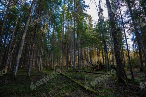 Preview: Dark Forest With Tree Trunks In Even Light. Green Forest Bed