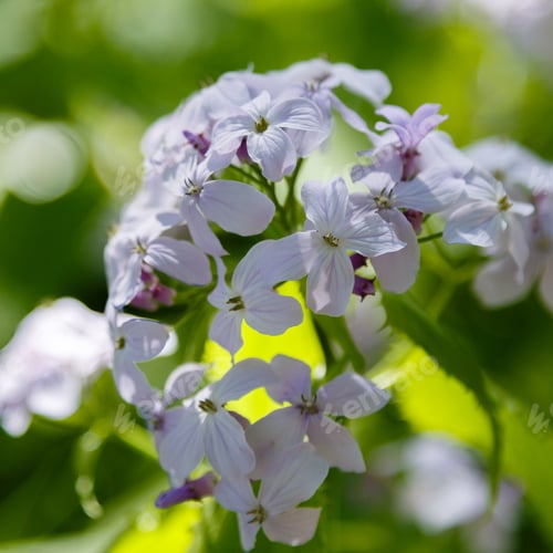 Preview: Perennial Honesty Or Lunaria Rediviva Flowers In Spring Garden