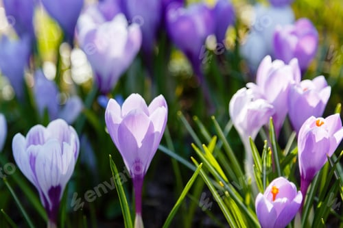 Preview: Crocuses Is Spring Bulbous Flowers