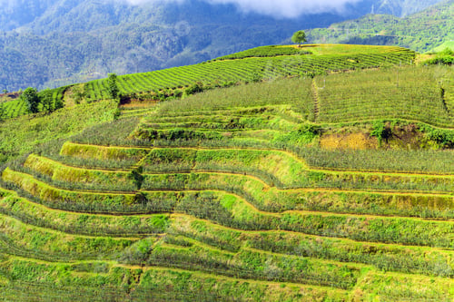 Preview: Vietnam Mountain Landscapes Rice Fields On Terraced