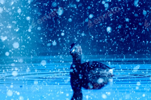 Preview: Winter Season And Animals. Falling Snow. Blue Nature Background. Little Grebe.