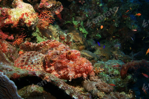 Preview: Smallscale Scorpionfish (Scorpaenopsis Oxycephala)