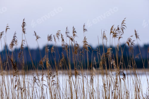 Preview: Reed Vs. Sunset. Selective Focus. Shallow Depth Of Field. Beautiful Sunset Over The Lake Among The