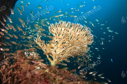 Preview: Acropora Table Coral And Fish