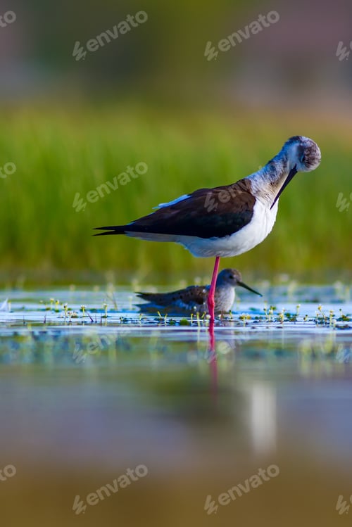 Preview: Cute Bird. Common Bird Black Winged Stilt. Nature Background.
