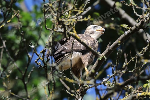 Preview: Young Buzzard Common Buzzard (Buteo Buteo)