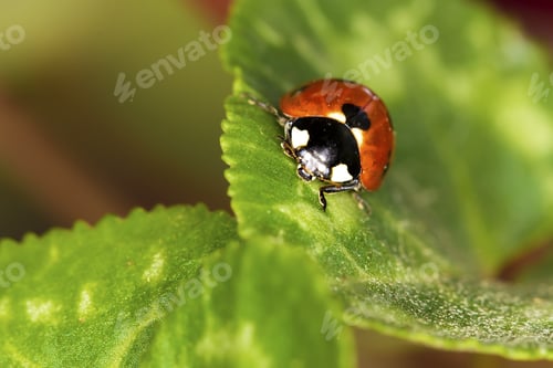 Preview: Cute Red Ladybird. Green Red Nature Background. Macro Photography.