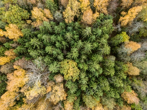 Preview: Drone Image. Aerial View Of Rural Area In Autumn With Yellow And Red Colored Trees In Forest From