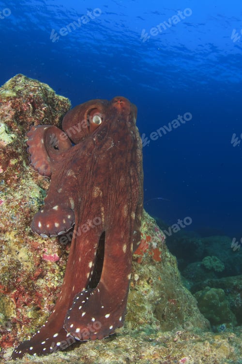 Preview: Reef Octopus