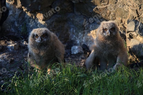Preview: Young Eagle Owl, Saxony, Germany