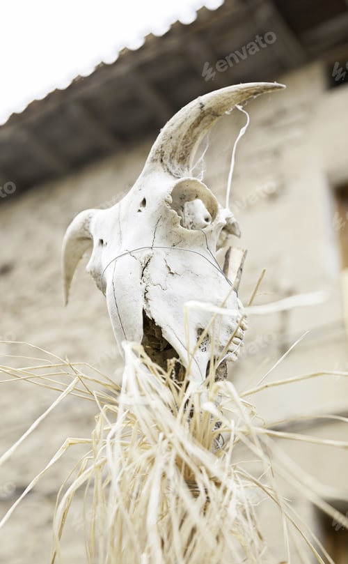 Preview: Skull Goat Carcass, Detail Of A Celebration Of Witchcraft, Satan Animal