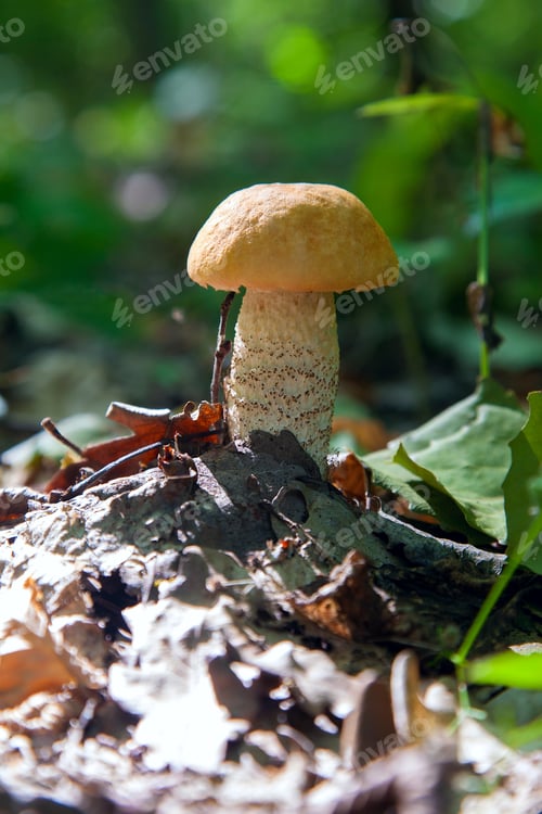 Preview: Orange Cap Boletus. Crop Of Forest Edible Mushrooms. A Young Boletus Grows In The Aspen Forest, A