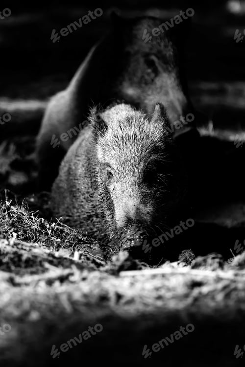 Preview: Wild Boar. Forest Background.