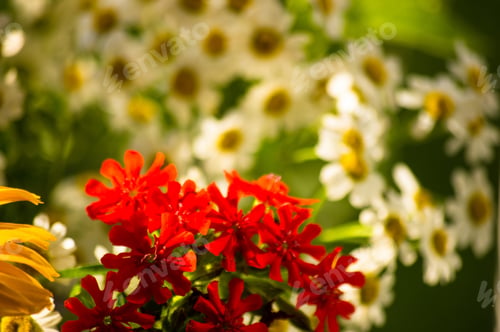 Preview: A Colorful Bouquet Of Bright Spring Flowers Of Various Types, Close-Up