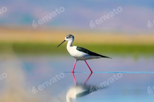 Preview: Cute Long Legged Bird. Colorful Lake Background.