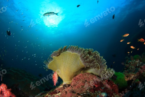 Preview: Skunk Anemonefish