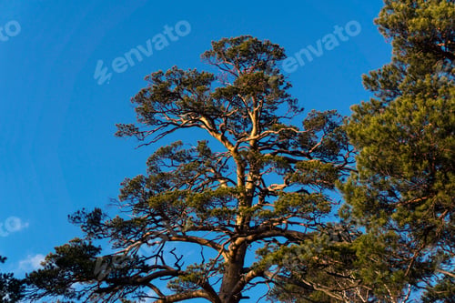 Preview: Top Of A Pine Tree With Bizarrely Bent Branches In The Setting Sun On A Background Of Blue Sky