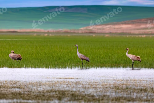 Preview: Crane. Nature Habitat Background. Bird: Common Crane. Grus Grus.
