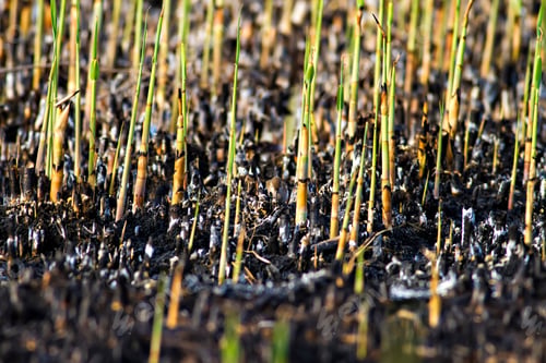 Preview: Burned Reeds And Bird. Natural Background.