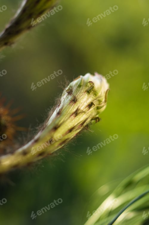 Preview: Cactus Echinopsis Tubiflora, Selective Focus, Close Up