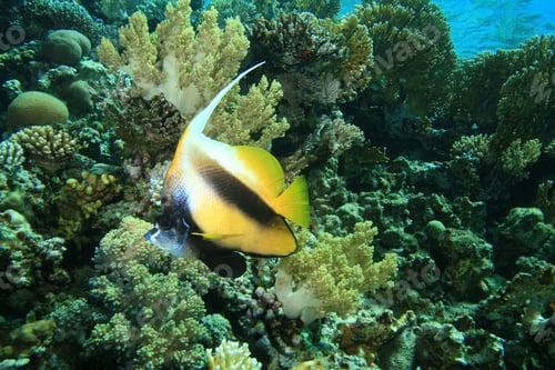 Preview: Red Sea Bannerfish