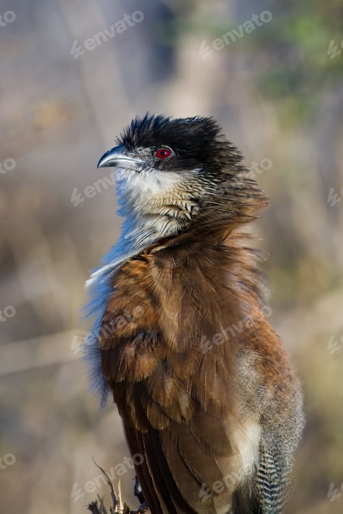 Preview: Burchells Coucal (Centropus Burchelli) In The Kruger National Park, South Africa
