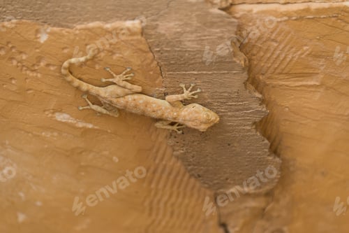 Preview: At Mamshit National Park, Israel