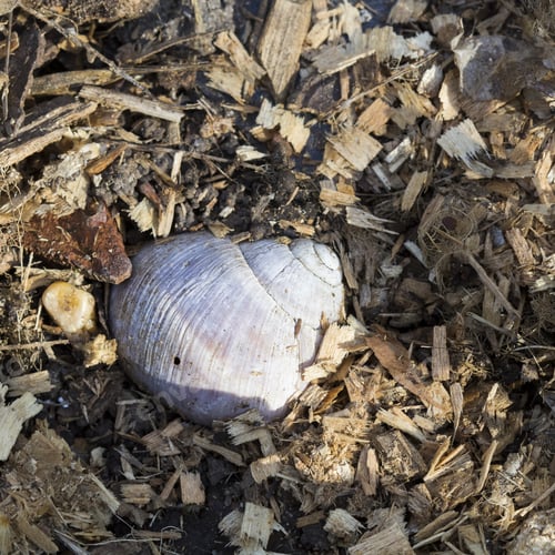 Preview: Orchard Snail (Helix Pomatia) - Shell With Soil Texture, Wool Wool And Leaves