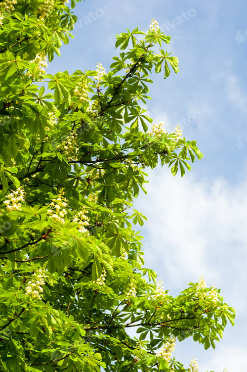 Preview: Flowering Branches Of Chestnut Castanea Sativa Tree, And Bright Blue Sky