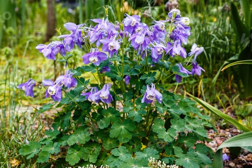 Preview: Violet Colorado Blue Columbine Or Rocky Mountain Columbine (Aquilegia Coerulea) Flowers In Garden