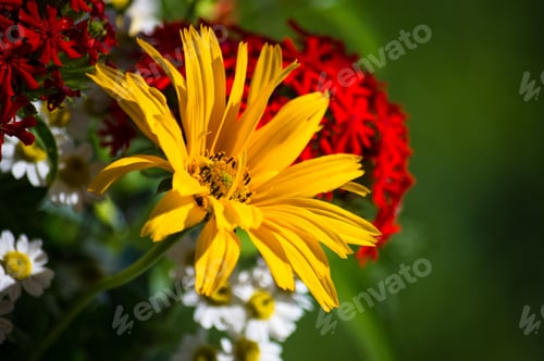 Preview: A Bouquet Of Bright Spring Flowers Of Various Types
