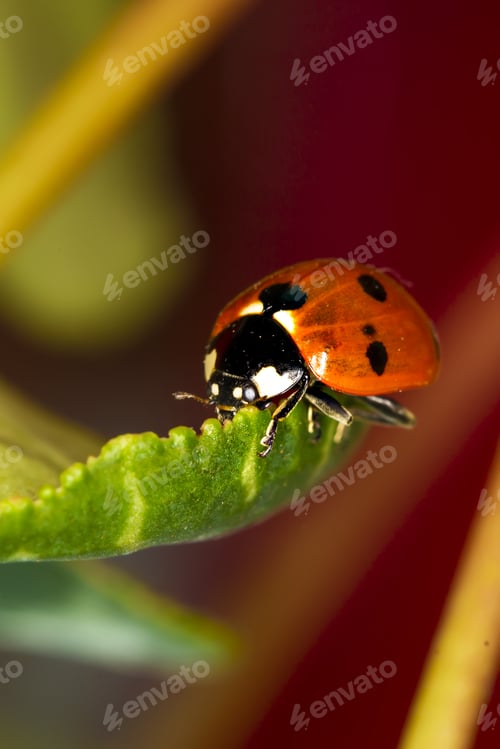 Preview: Cute Red Ladybird. Green Red Nature Background. Macro Photography.
