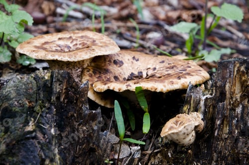 Preview: Dryad'S Saddle Mushroom Growing On A Fire Damaged Tree Stump