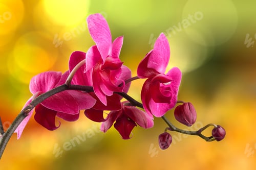 Preview: Purple Orchid Flower Close Up On Blurred Yellowbackground
