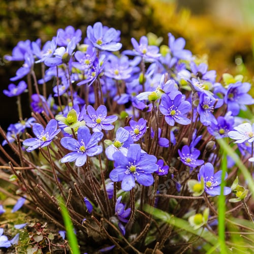 Preview: Early-Flowering Bulbous Plants Hepatica With Beautiful Blue Flowers. A Beautiful Spring Flower