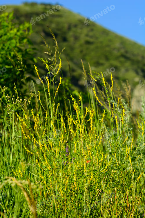 Preview: Melilotus Officinalis (Yellow Sweet Clower)