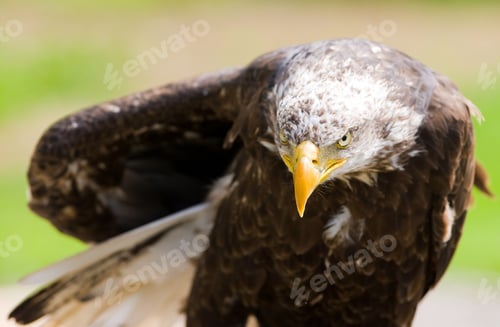 Preview: Portrait Of A Bald Eagle (Lat. Haliaeetus Leucocephalus)