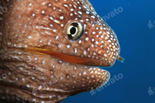 Preview: Yellowmouth Moray (Gymnothorax Nudivomer)