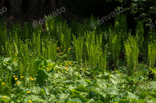 Preview: Flowers And Plants In The Gardens Of Arboretum Volcji Potok