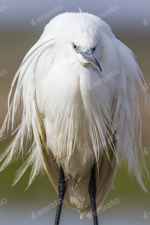 Preview: Heron Little Egret. Nature Background. Bird: Little Egret. Egretta Garzetta.