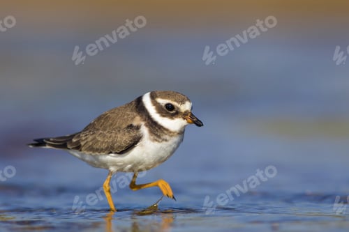 Preview: Nature And Bird. Cute Little Common Water Bird. Colorful Nature Background. Bird: Common Ringed