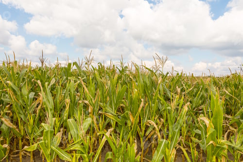 Preview: Corn Field