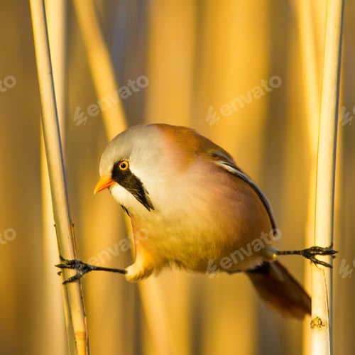 Preview: Bearded Funny Bird. Yellow Reeds Background.