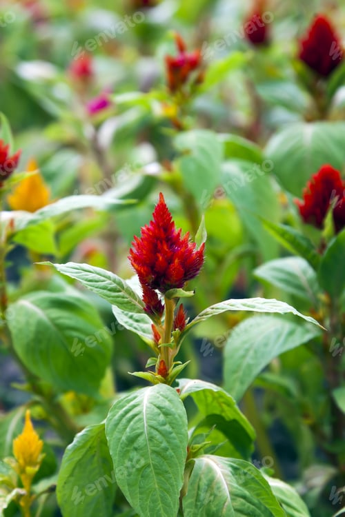 Preview: Ornamental Plants On A Bed
