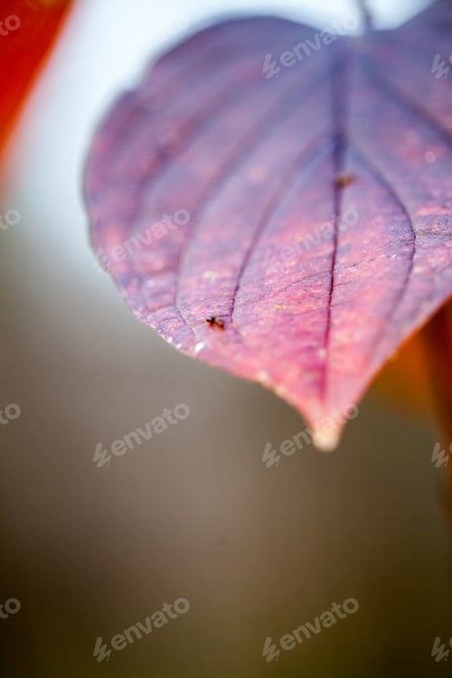 Preview: Beautiful Autumn Leaves In The Park