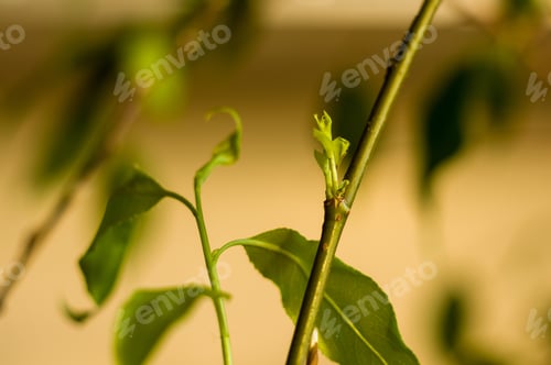 Preview: Willow Branches With Fresh Green Leaves In A Vase